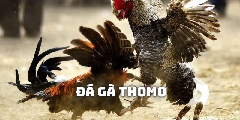 Tìm hiểu sơ lược và nguồn gốc xuất xứ của loại hình chọi gà Thomo